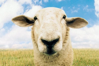 Animal Wallpapers ≫≫ Back To Index ≫≫Funny Farm Animals ...