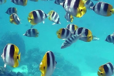 Blue Sea Fish iPhone 5s Wallpapers Download