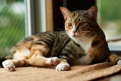 Cute Cat Wallpapers, Lovely Animals, Kitten Images, Hairy Animals ...