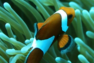 Clown Fish 2 Animal iPhone Wallpapers, iPhone 5(s)/4(s)/3G Wallpapers