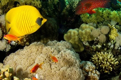 Coral Reef Fish iPhone 4s Wallpapers Download
