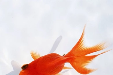 iPhone 5s Wallpapers