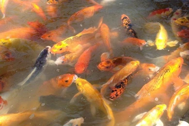 Koi Fish iPhone 5 Wallpapers (640x1136)