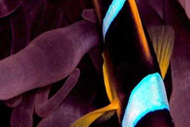 Download Fish iPhone Backgrounds