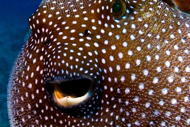 Deep sea Fish Wallpapers For iPhone 6 Plus, iPhone 6 Plus Wallpapers
