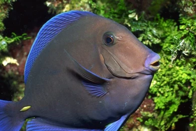 Blue Fish iPhone 4s Wallpapers Download