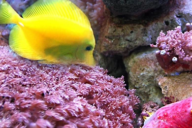 Coral And Fish iPhone 7 Wallpapers