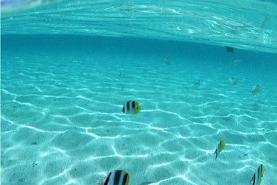 Fishes In Pool Iphone 6 Wallpapers