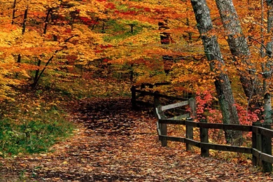 Mccormick Creek State Park Indiana, Woods, Autumn, 1920x1080 HD ...