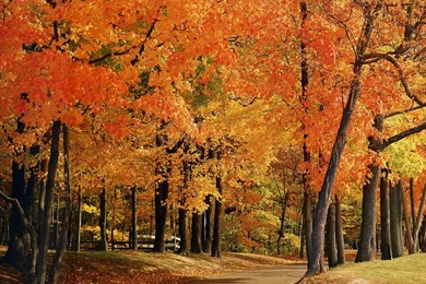 Indiana Park County Trees   Nature Wallpapers Image Featuring Autumn