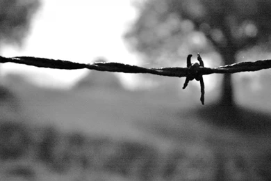 Barb Wire Wallpapers