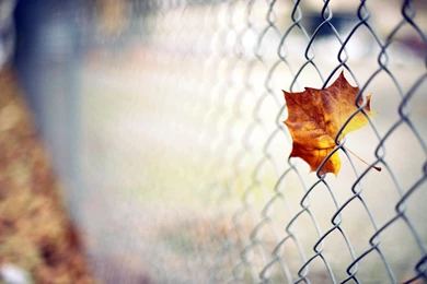 Barb Wire Images Wallpapers HD