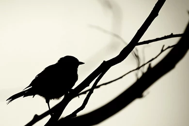Silhouette Wallpapers Bird   Wallpapers