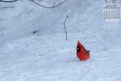 January Backgrounds Calendar – It's A Binary World 2.0