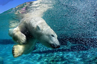 Polar Bear Swiming