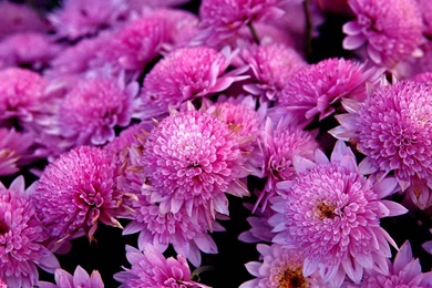 Daisy Photography Of The Beautiful Fantasy Theme Wallpapers 9 ...