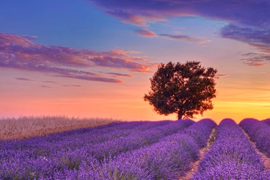 Extraordinary Lavander   Purple Windows 8 Theme And Wallpapers ...