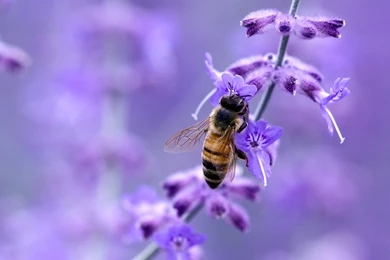 Purple Wallpapers Archives   Page 20 Of 21   WideWallpaper.info ...