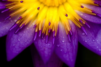 Yellow Purple Flower Theme Wallpapers