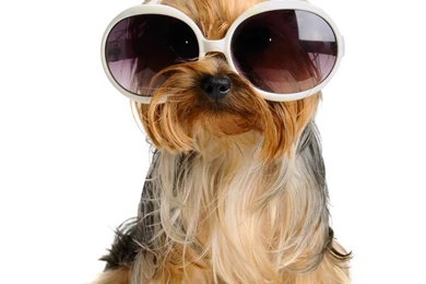 Funny Images Funny Cute Sweet Puppy Wallpapers For Mobile ...