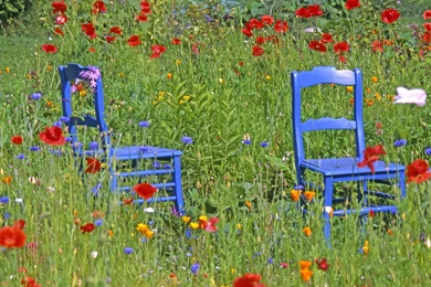 Red Flowers Summer Garden Wallpapers