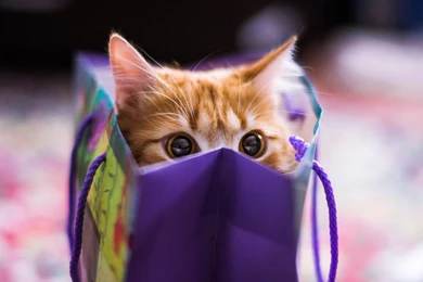 Adorable Cat Close Up Wallpapers
