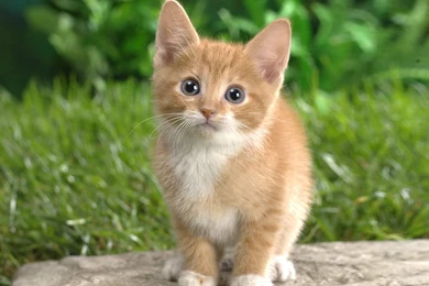 25 + Best Cat Pictures