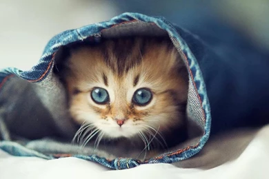 Cute Cat Wallpapers   Android Apps On Google Play