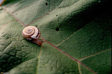 Snail Photo – Animals Wallpapers – National Geographic Photo Of The Day