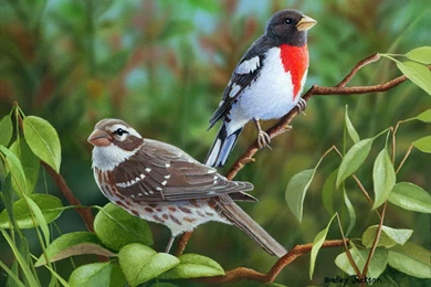 New Arrivals Colorful Birds Nice Summer Nature Trees Cute Sweet ...