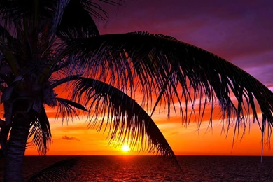 Tropical Sunset   (