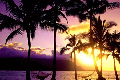 Tropical Sunset Wallpapers