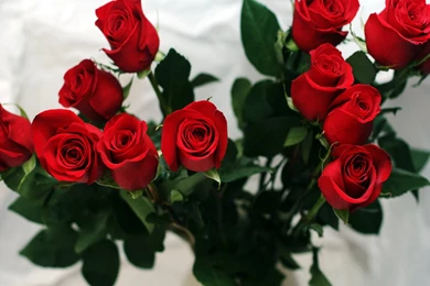Only Red Roses High Quality Wallpapers