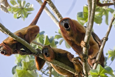 Download Red Venezuela Wallpapers 1920x1080