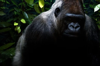 Gorilla HD Wallpapers