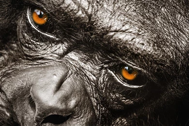 Mountain Gorilla Wallpapers   Open Walls