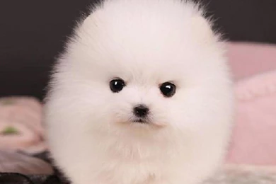 TEACUP POMERANIAN PUPPY TRIXIE WALLPAPER   (