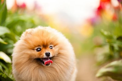 Funny Pomeranian Puppies Wallpapers