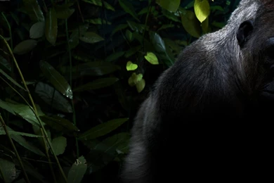 Download Wallpapers Gorilla (dual Screen) (1920 X 1080 HDTV 1080p ...