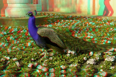 Nice Flower Wallpapers Download   HD Wallpapers And Pictures