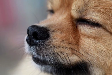 Pomeranian Puppies Desktop Wallpapers