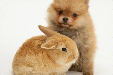 Pomeranian Puppy And Rabbit Animals Wallpapers