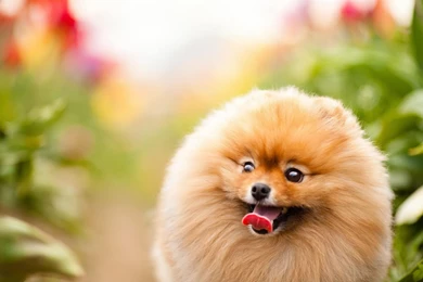 Pomeranian   My Doggy Rocks