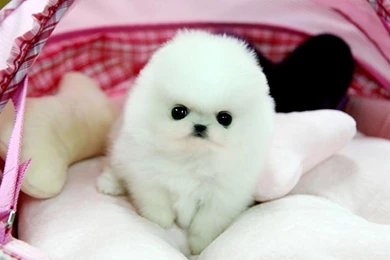 TEACUP POMERANIAN PUPPY MUNCHKIN WALLPAPER   (