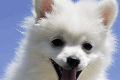 Pomeranian Wallpapers HD (iPhone) Reviews At iPhone Quality Index