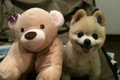 Pomeranian Puppies Wallpapers Free Pomeranian Puppies Wallpapers ...