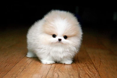 Adorably Sweet Puppies   Teacup Pomeranian Edition   Page 3 Of 4 ...