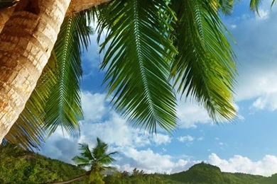 Tropical Beach Live Wallpapers   Android Apps On Google Play