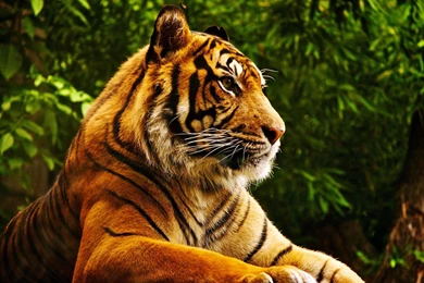 Animal Tiger Funny Cartoon Wallpapers HD For D