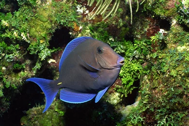 Fish HD Wallpapers And Backgrounds